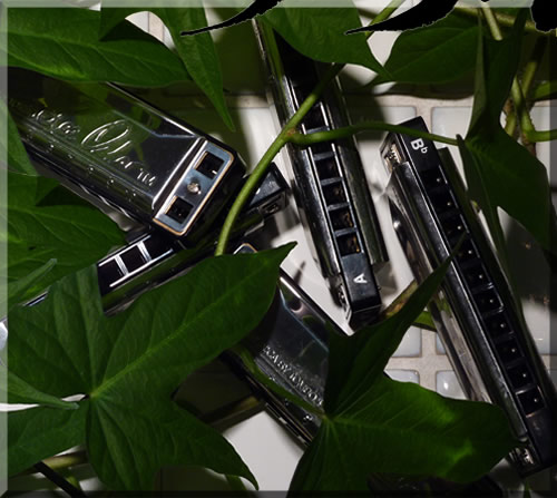 Photo of harmonicas laying on a white counter with vines around them