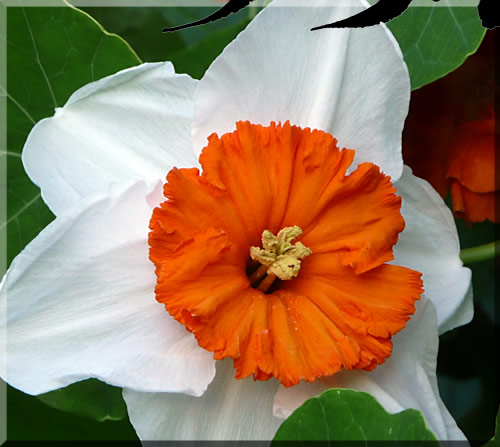 Close up photo of a dafodil flower with orange center and white petals