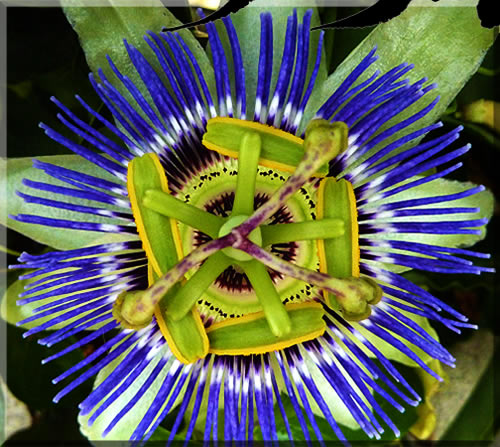 Close up photo of a beautiful blue and white passion flower